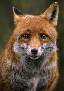 fox, red fox, canine-8318961.jpg